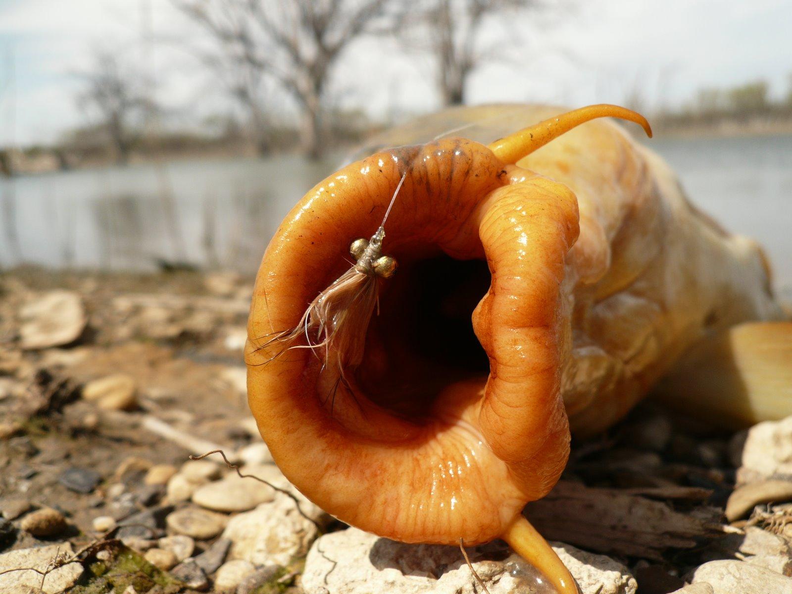 fish :) - p1010053-704206.jpg